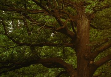 SOFORTPROGRAMM STADTBÄUME