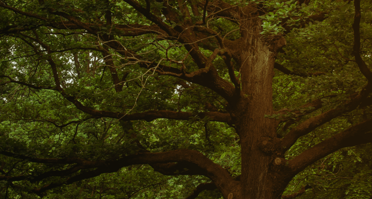 SOFORTPROGRAMM STADTBÄUME